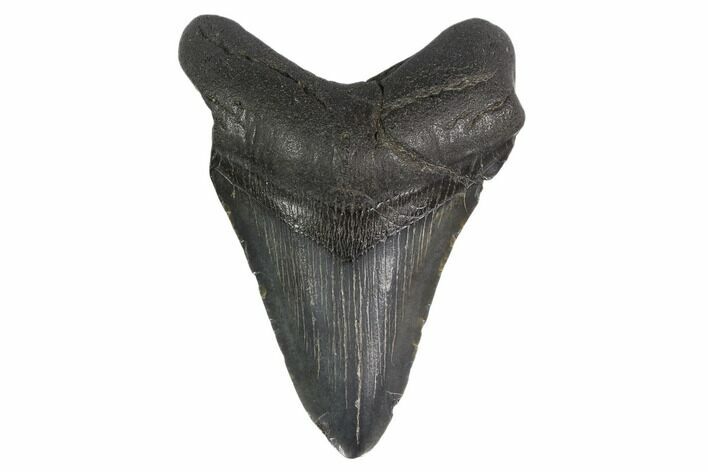 Fossil Megalodon Tooth - South Carolina #130814